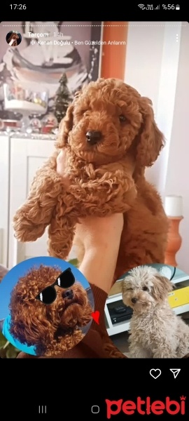 Poodle (Minyatür Kaniş), Köpek  İko fotoğrafı