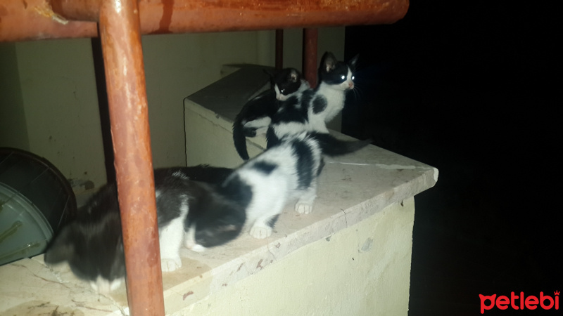 Tekir Kedi, Kedi  Ufaklıklar fotoğrafı