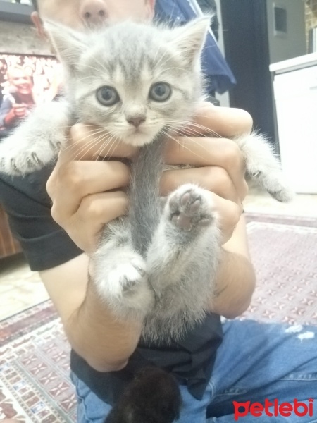 Scottish Fold, Kedi  Scotish fold fotoğrafı