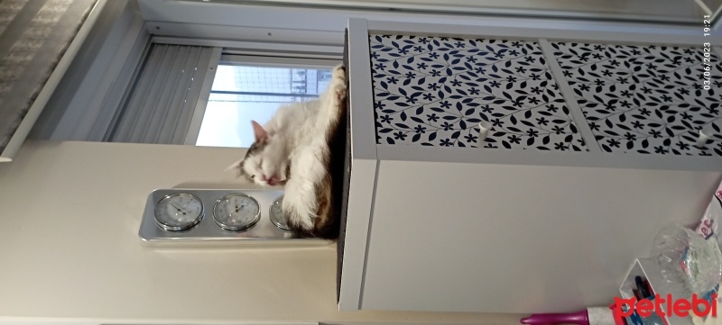 Tekir Kedi, Kedi  Prenses fotoğrafı