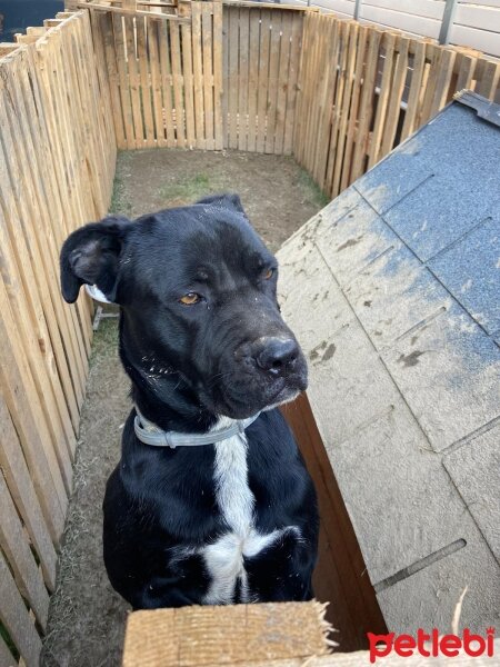 Cane Corso Italiano, Köpek  Bitter fotoğrafı