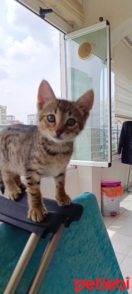 Tekir Kedi, Kedi  Gece fotoğrafı