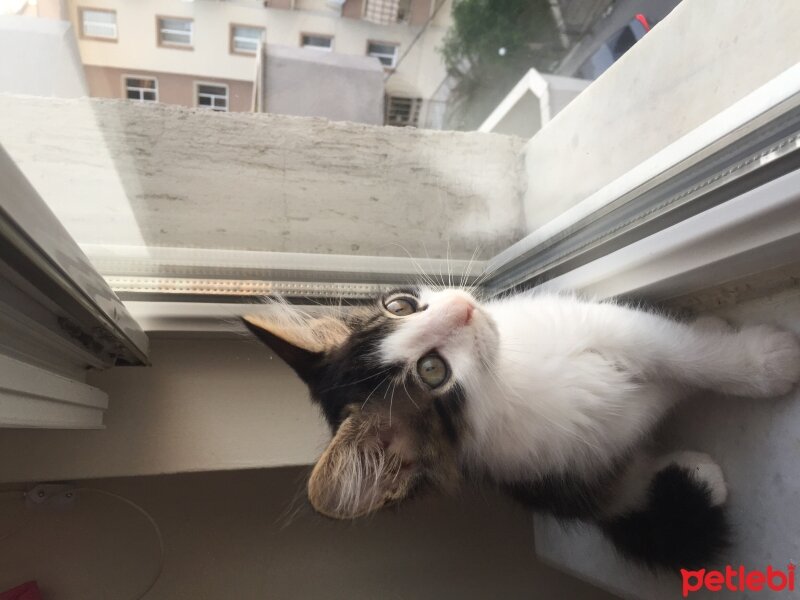 Ankara Kedisi, Kedi  Yumak fotoğrafı