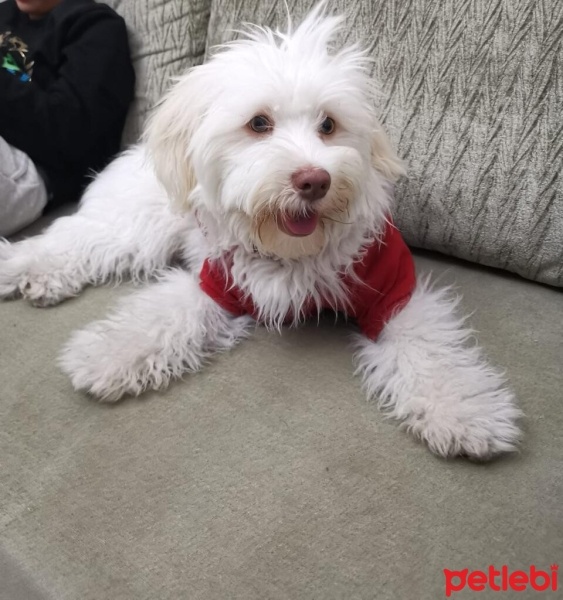 Maltese, Köpek  Pamuk fotoğrafı