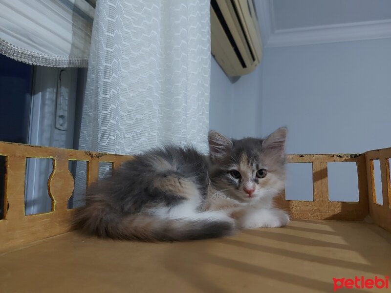 Norwegian Forest, Kedi  Luna fotoğrafı