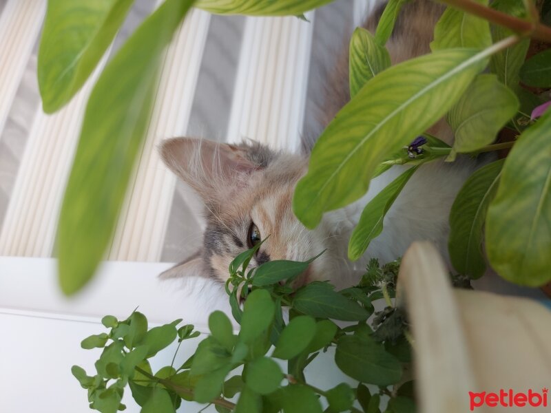 Norwegian Forest, Kedi  Luna fotoğrafı