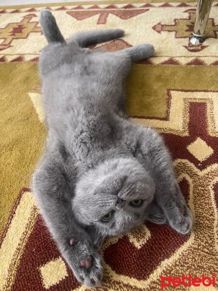 British Shorthair, Kedi  Leo fotoğrafı