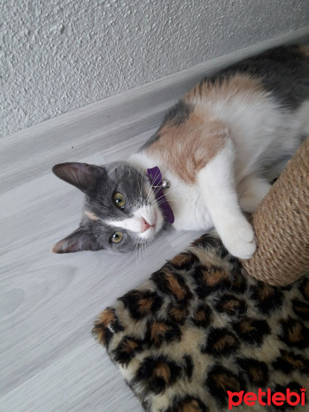 Tekir Kedi, Kedi  Sena fotoğrafı