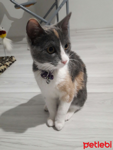 Tekir Kedi, Kedi  Sena fotoğrafı
