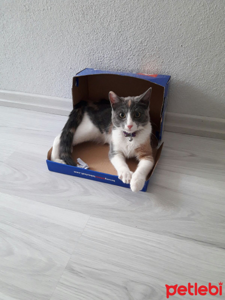 Tekir Kedi, Kedi  Sena fotoğrafı