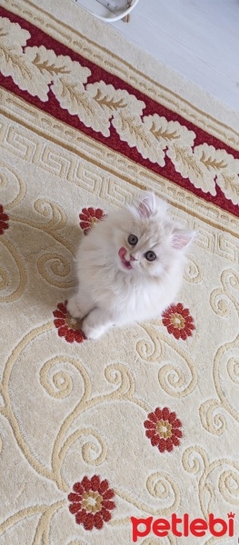 British Longhair, Kedi  Mia fotoğrafı