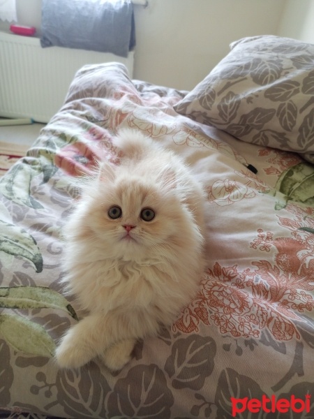 British Longhair, Kedi  Mia fotoğrafı