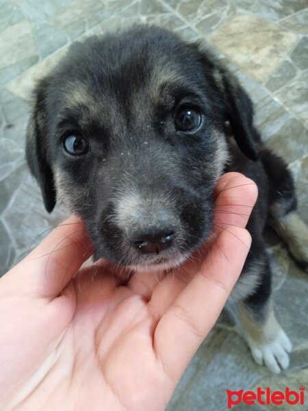 Akbaş, Köpek  paşa fotoğrafı