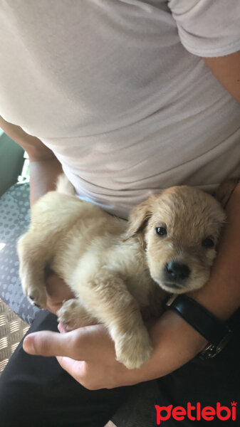 Golden Retriever, Köpek  Gofret  fotoğrafı