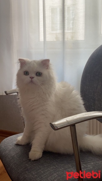 British Longhair, Kedi  Pamuk fotoğrafı