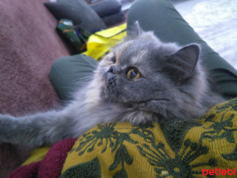 İran Kedisi (Persian), Kedi  Latte fotoğrafı