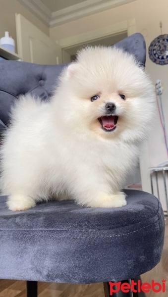 Pomeranyalı, Köpek  pomerian boo fotoğrafı