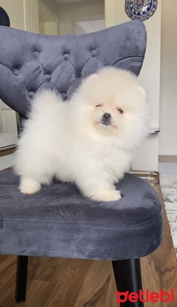 Pomeranyalı, Köpek  pomerian boo fotoğrafı