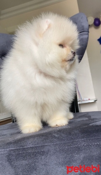 Pomeranyalı, Köpek  pomerian boo fotoğrafı