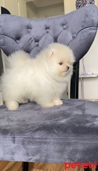 Pomeranyalı, Köpek  pomerian boo fotoğrafı