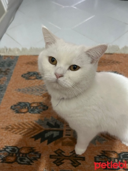 British Shorthair, Kedi  Kedikedi fotoğrafı