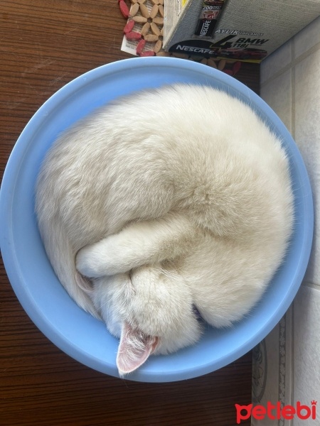 British Shorthair, Kedi  Kedikedi fotoğrafı