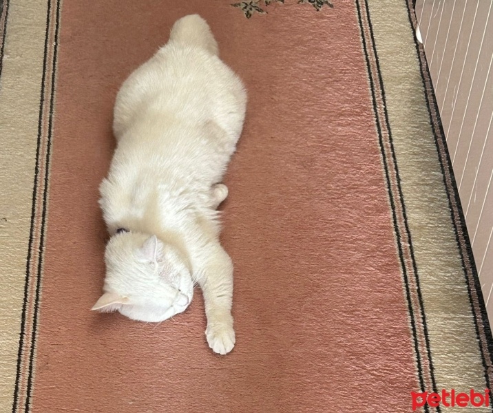 British Shorthair, Kedi  Kedikedi fotoğrafı