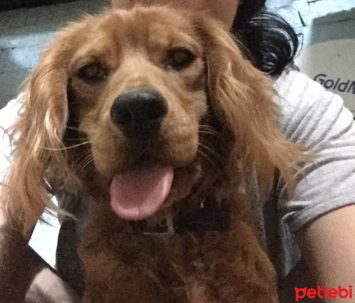 Amerikan Cocker Spaniel, Köpek  Mars fotoğrafı