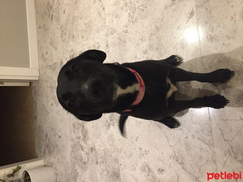 Labrador Retriever, Köpek  Bella fotoğrafı