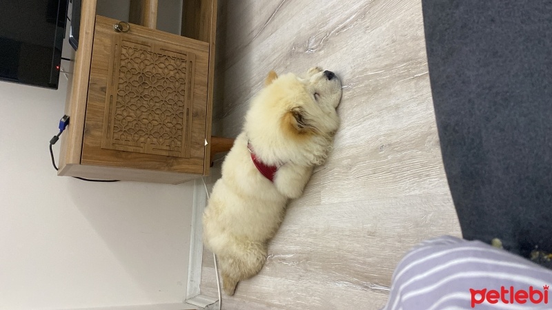 Chow Chow (çin Aslanı), Köpek  Escobar fotoğrafı