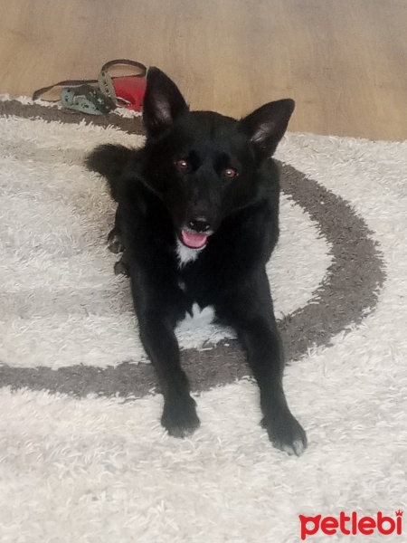 Alman Çoban Köpeği, Köpek  Rex fotoğrafı