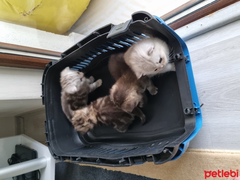British Shorthair, Kedi  4 tane british Shorthair yavrusu fotoğrafı