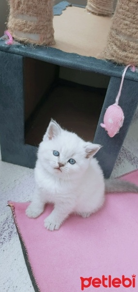 Scottish Fold, Kedi  Miniş fotoğrafı