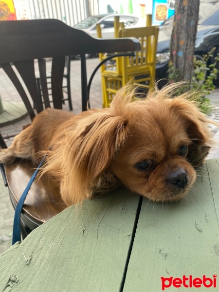 Pekingese, Köpek  Mocha fotoğrafı