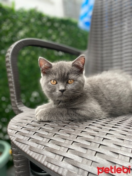 British Shorthair, Kedi  zeytin fotoğrafı