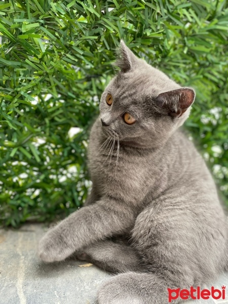 British Shorthair, Kedi  zeytin fotoğrafı