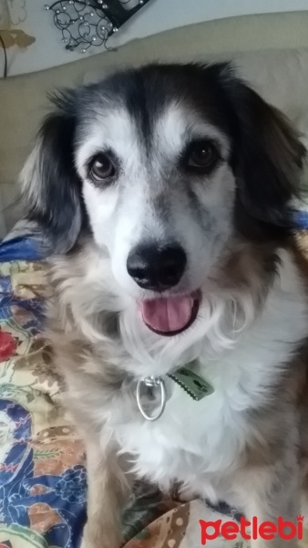 Sokö (Sokak Köpeği), Köpek  TARÇIN fotoğrafı
