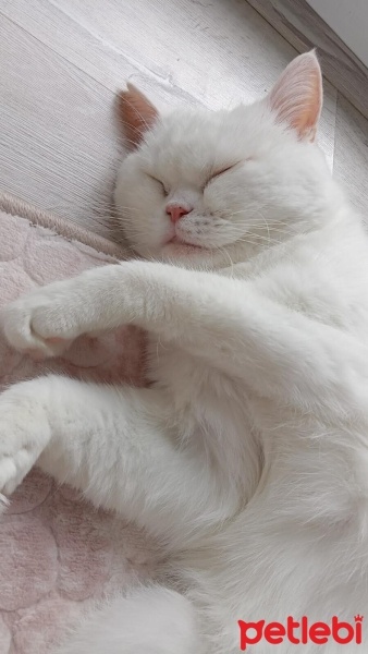 British Shorthair, Kedi  Paşa fotoğrafı