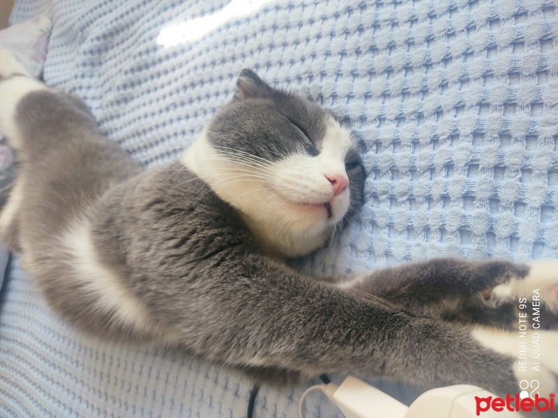 Scottish Fold, Kedi  Duman fotoğrafı