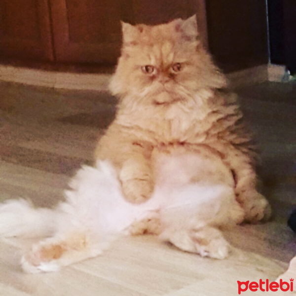 İran Kedisi (Persian), Kedi  Badem fotoğrafı