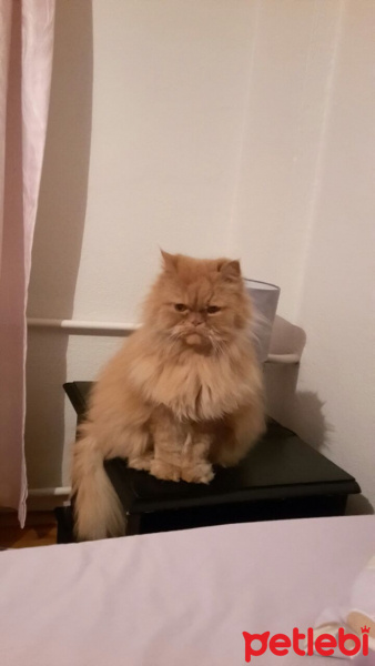 İran Kedisi (Persian), Kedi  Badem fotoğrafı