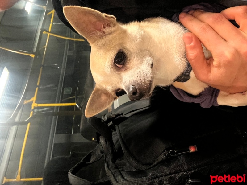 Chihuahua, Köpek  Oscar fotoğrafı