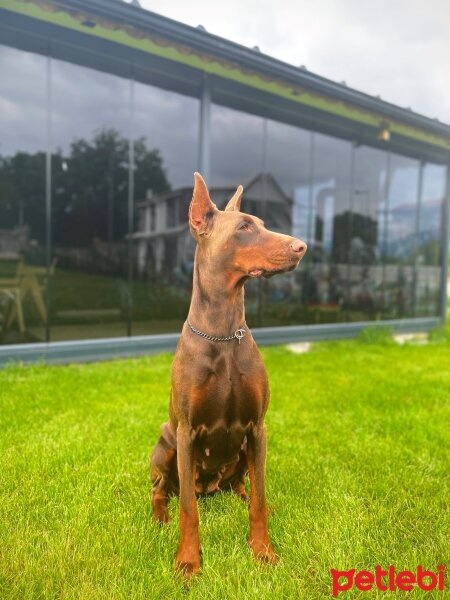 Doberman Pinscher, Köpek  AŞİL fotoğrafı