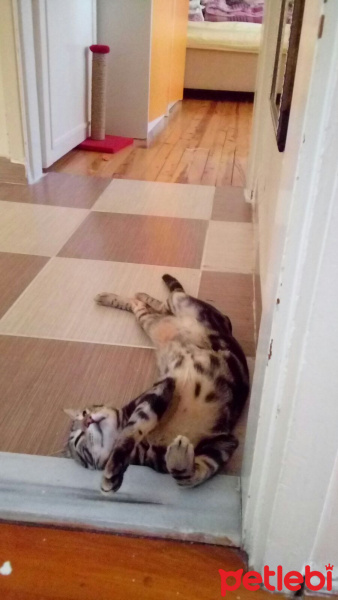 Tekir Kedi, Kedi  Zuzu fotoğrafı