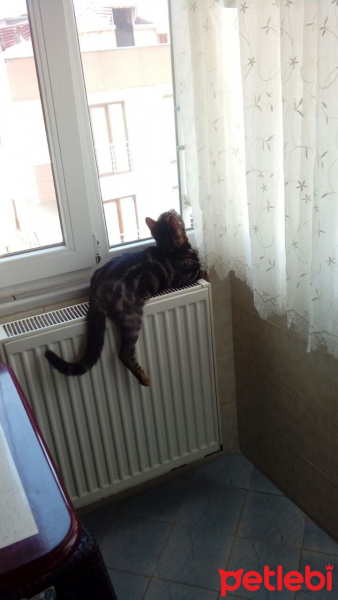 Tekir Kedi, Kedi  Zuzu fotoğrafı