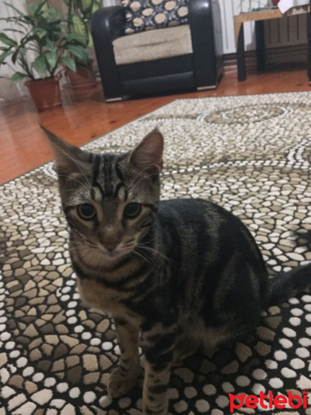 Tekir Kedi, Kedi  Zuzu fotoğrafı
