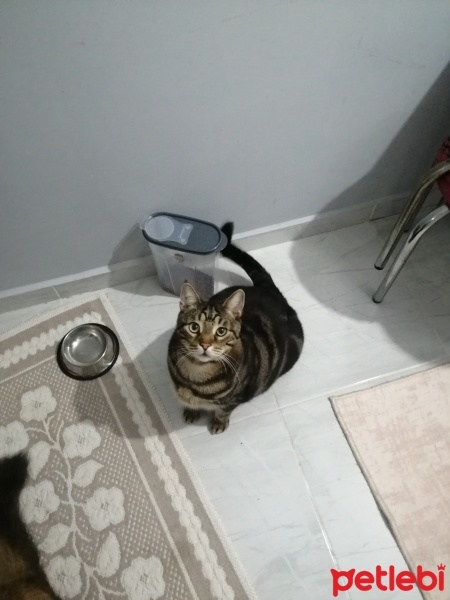 Tekir Kedi, Kedi  Zuzu fotoğrafı