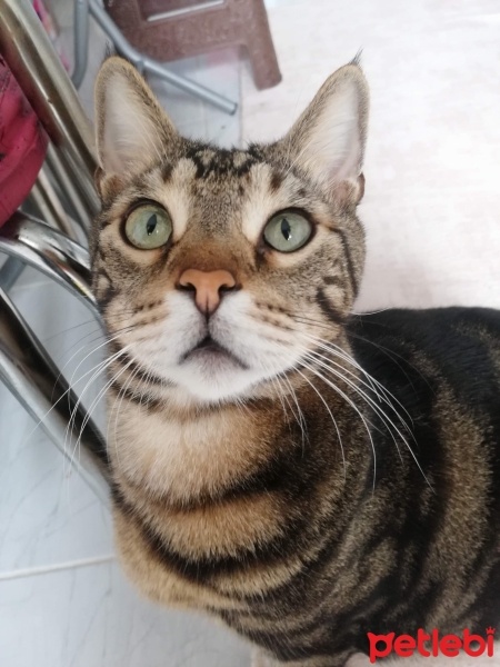 Tekir Kedi, Kedi  Zuzu fotoğrafı