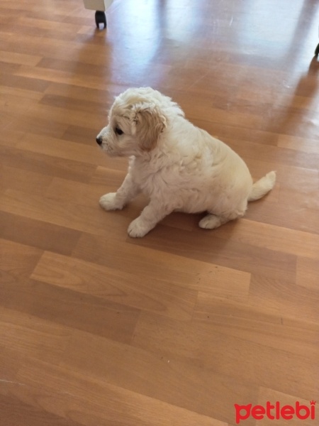 Maltese, Köpek  Hamur fotoğrafı