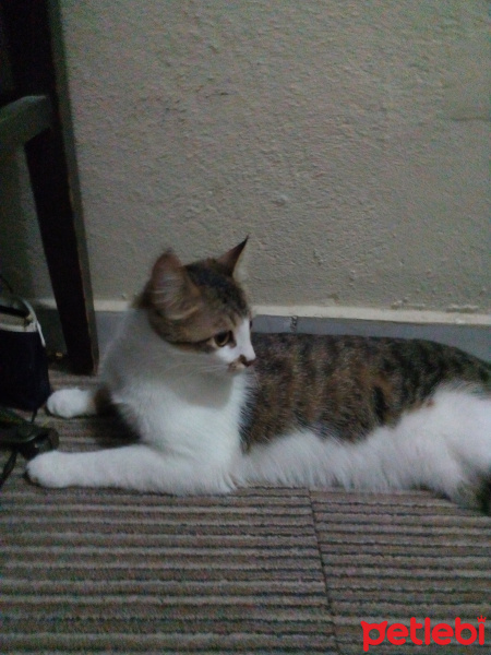 Tekir Kedi, Kedi  Tosun fotoğrafı